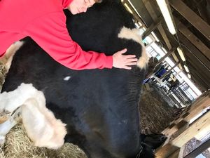 Ag Day Cow Hugging